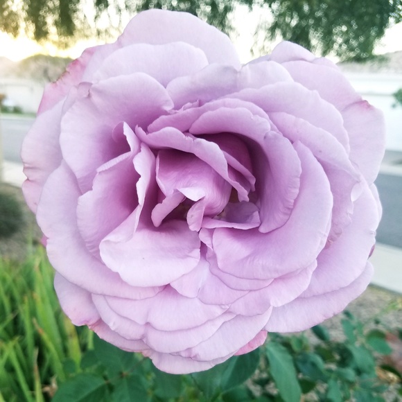 Meet your Posher, Stephanie - Picture 1 of 1